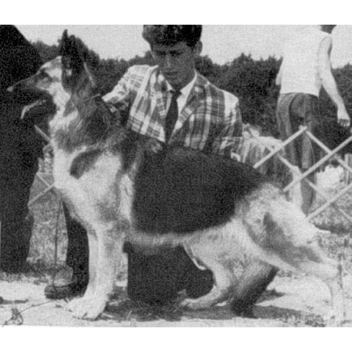 German Shepherd