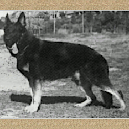 German Shepherd