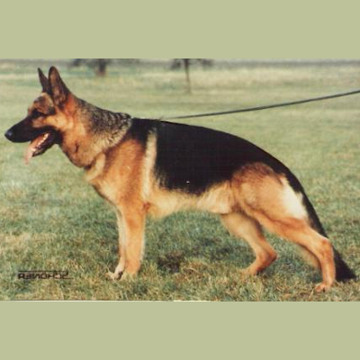 German Shepherd