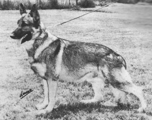 German Shepherd