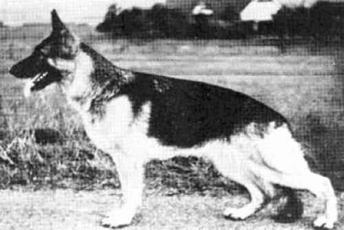 German Shepherd