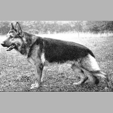 German Shepherd