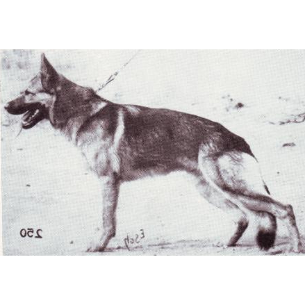 German Shepherd