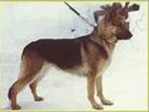 German Shepherd