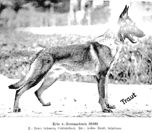 German Shepherd