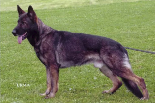 German Shepherd