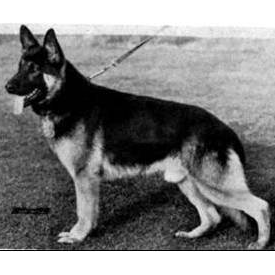 German Shepherd