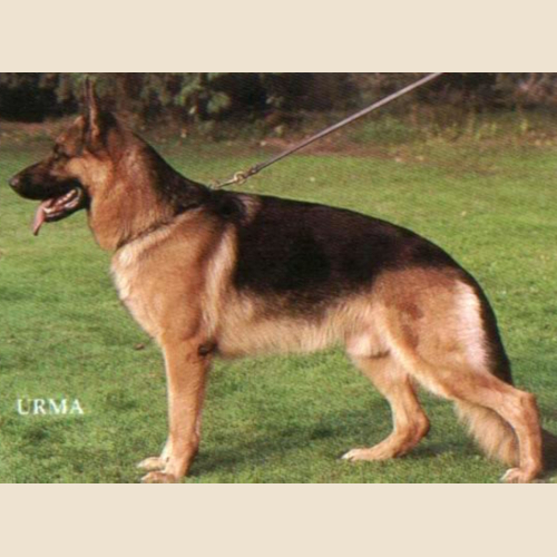 German Shepherd