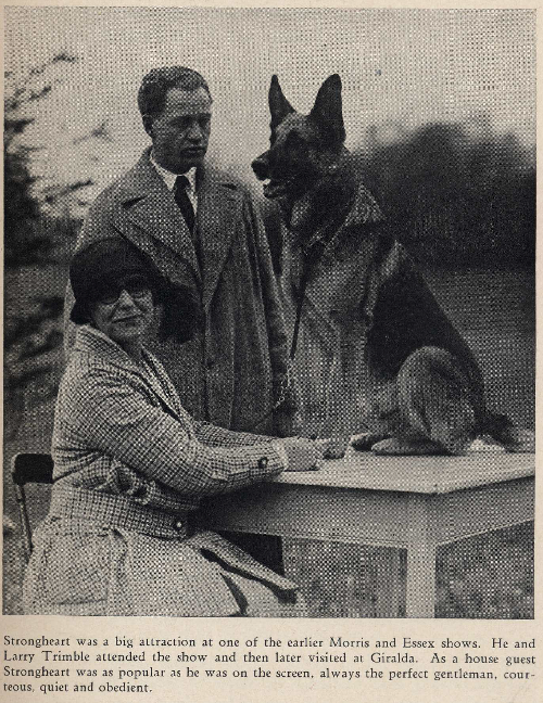 German Shepherd