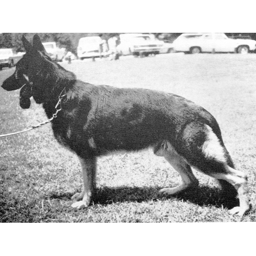 German Shepherd