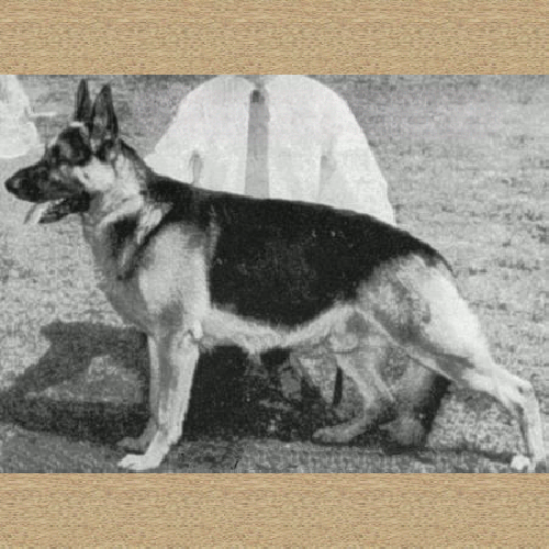 German Shepherd