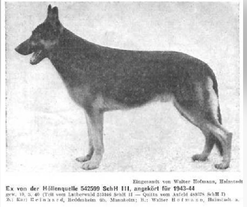 German Shepherd