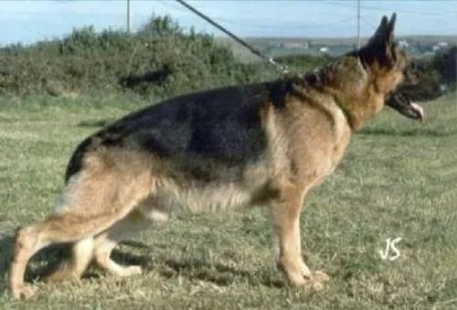 German Shepherd