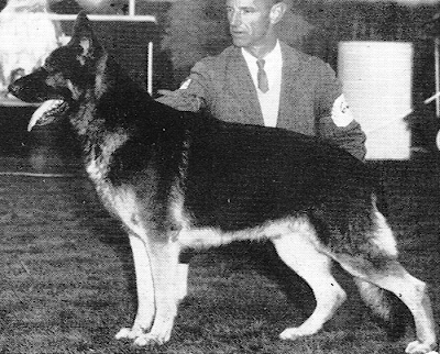 German Shepherd