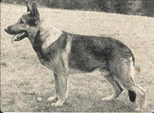 German Shepherd
