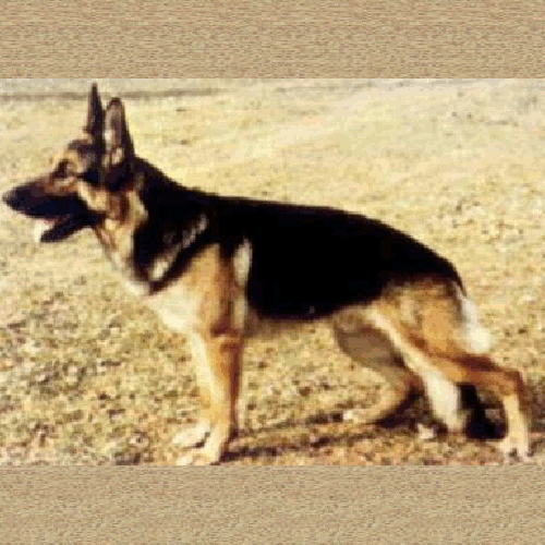 German Shepherd