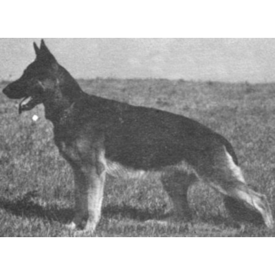 German Shepherd