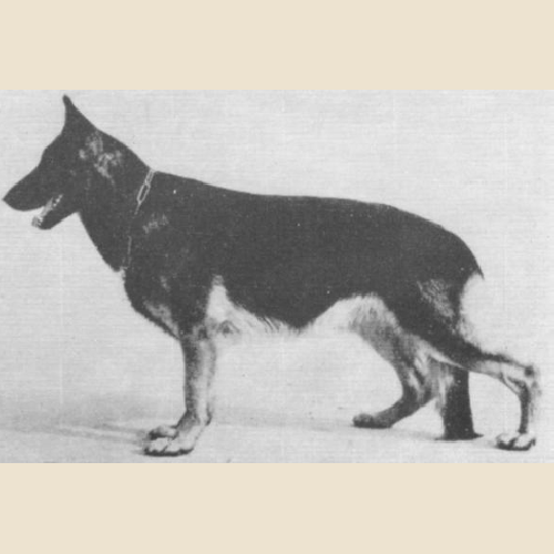 German Shepherd