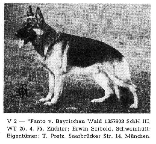 German Shepherd