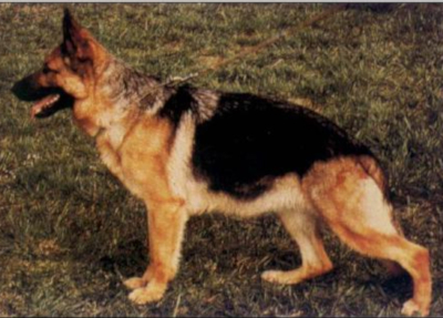 German Shepherd