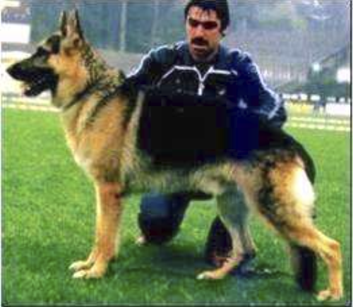 German Shepherd
