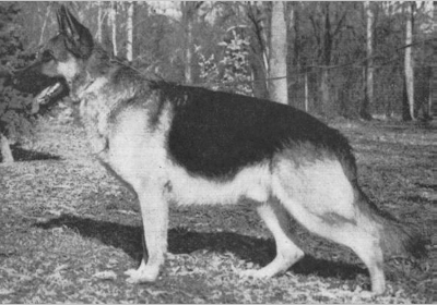 German Shepherd