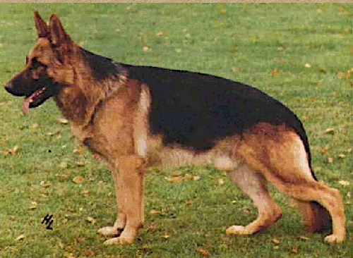 German Shepherd