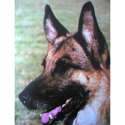 German Shepherd