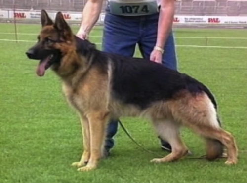 German Shepherd