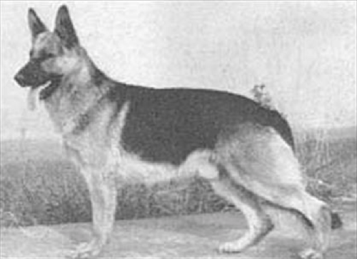 German Shepherd