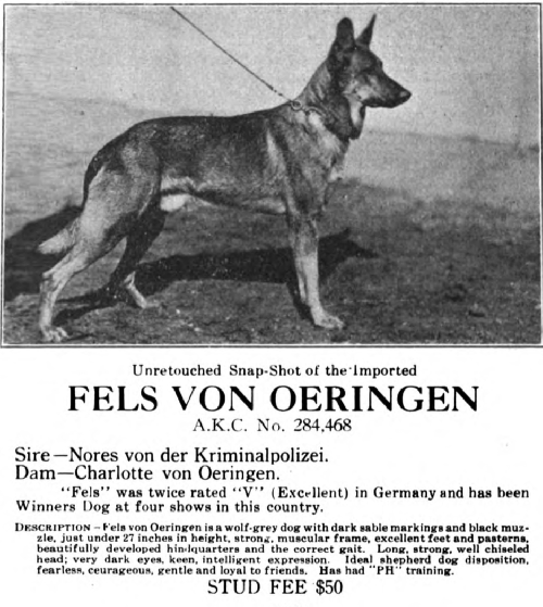 German Shepherd