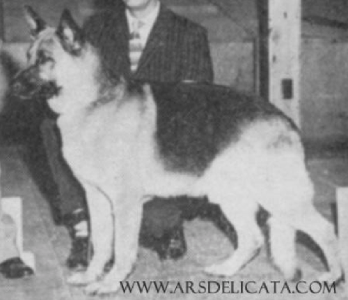German Shepherd