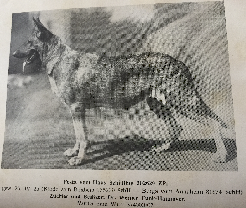 German Shepherd