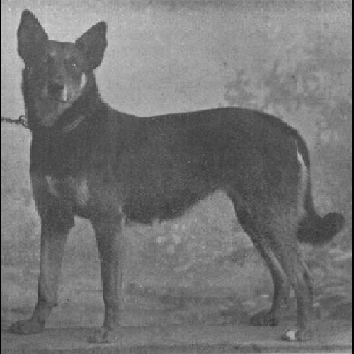 German Shepherd