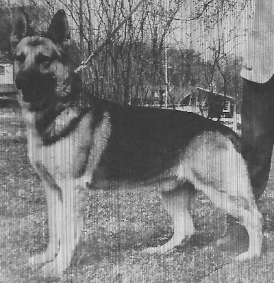 German Shepherd