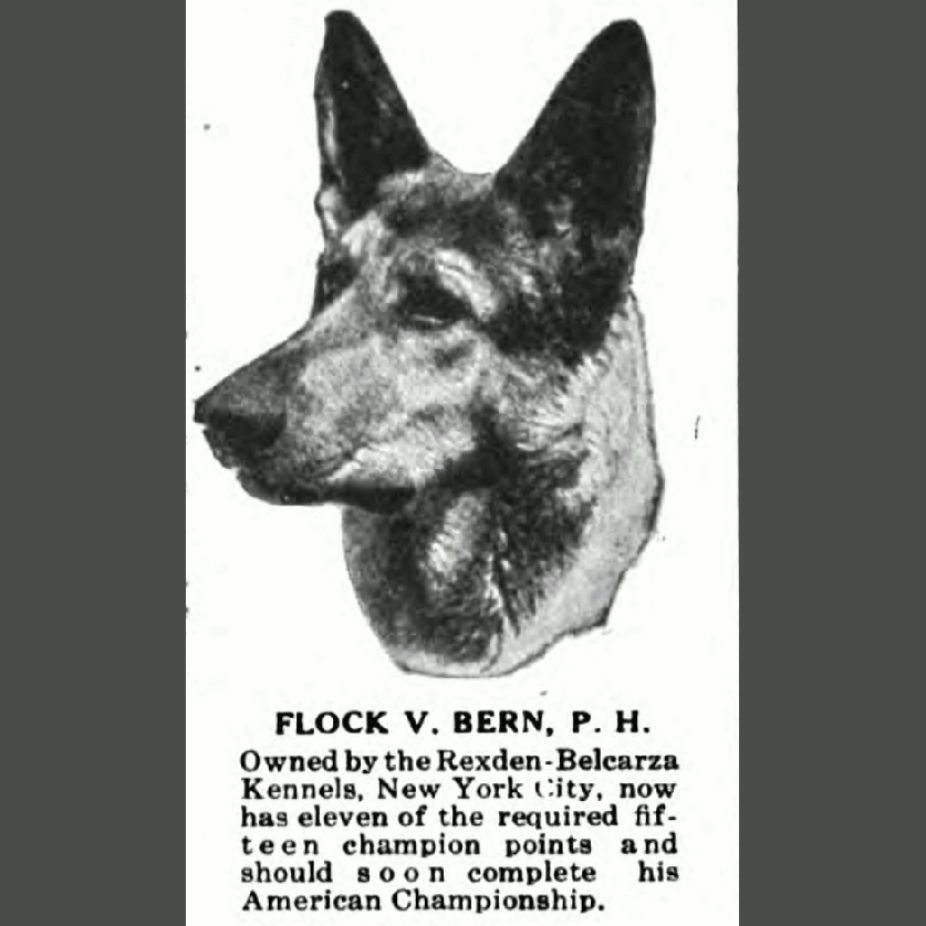 German Shepherd
