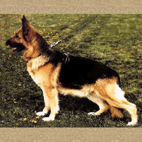 German Shepherd