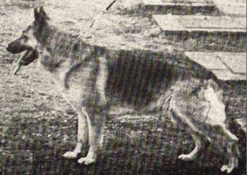 German Shepherd