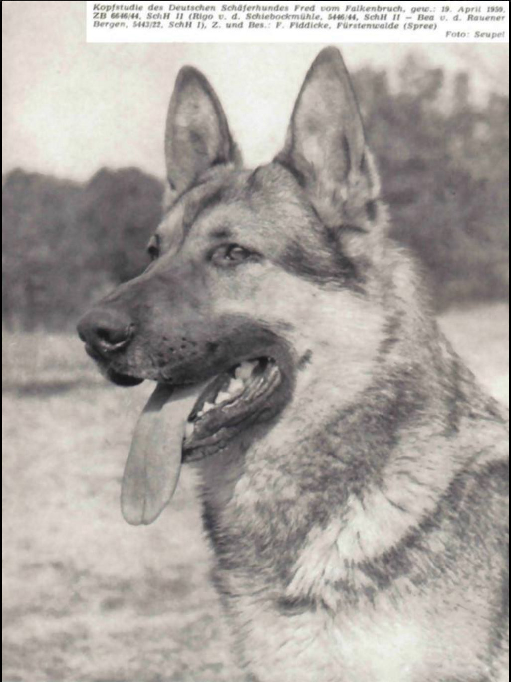 German Shepherd