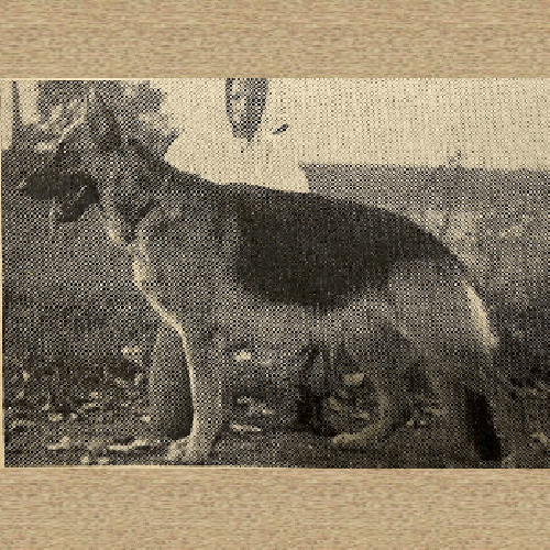 German Shepherd