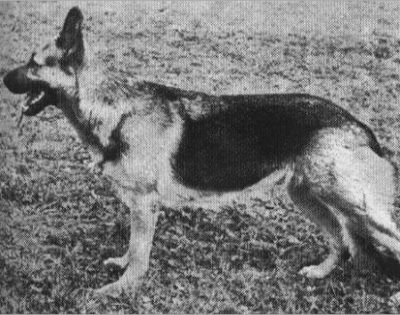 German Shepherd