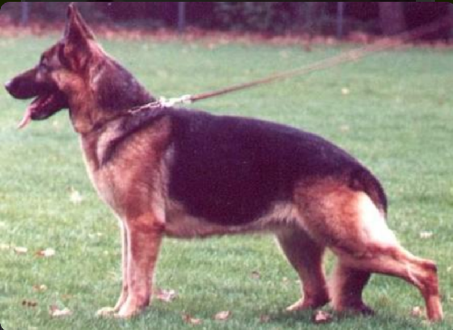 German Shepherd