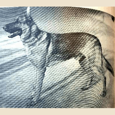 German Shepherd