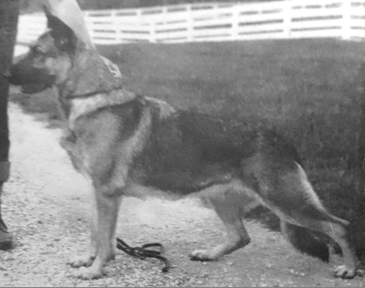 German Shepherd
