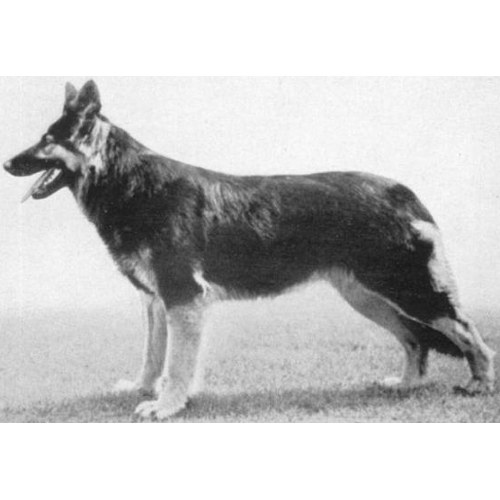 German Shepherd