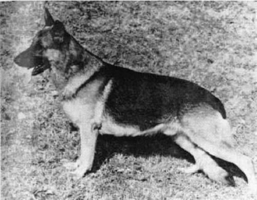 German Shepherd