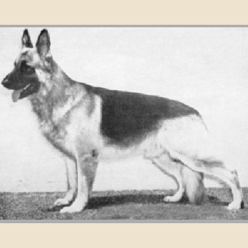 German Shepherd