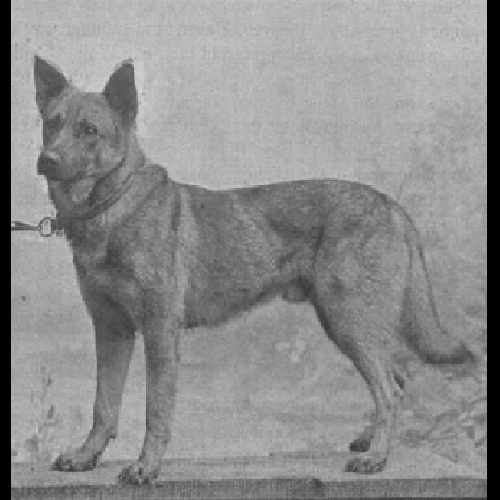 German Shepherd