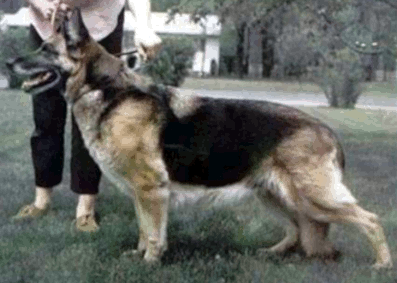 German Shepherd