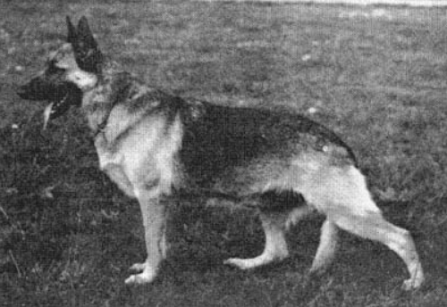 German Shepherd